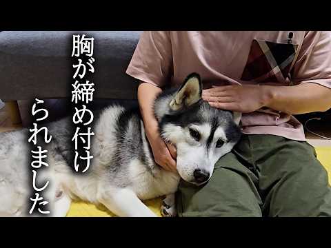 飼い主がこっそり病院に向かうと大泣きしてずっと待ってた犬と猫がこちら