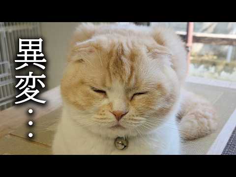 病院から戻ってから様子がおかしいです…