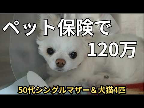 【50代シングルマザー】ペット保険は本当に必要？愛犬の手術に最高120万円かかった我が家のリアル。