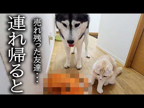 売れ残った友達を連れ帰ったら猫と犬が大変なことに…