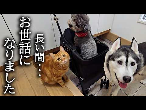 手術が怖くて犬と猫が家出しました…