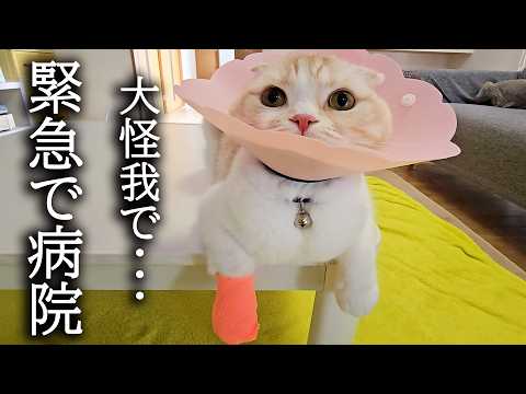猫が大怪我をして緊急で病院に行きました…