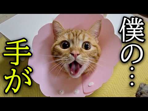 自分の手が大変なことになっていると気づいた猫が…