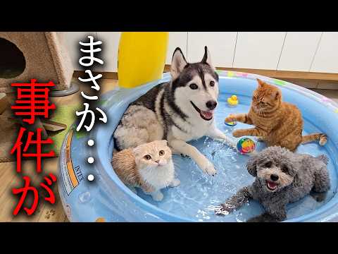 今年初めてプールを出したら犬と猫が嬉しくてこうなりました…