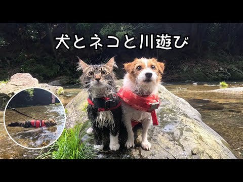 犬と猫と川遊び｜埼玉・飯能｜River Adventure with My Dog & Cat