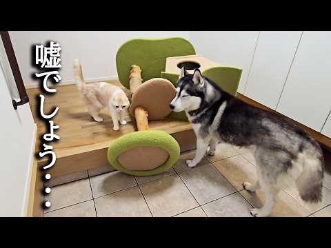 外出中に警報が鳴ったので急いで引き返したら犬と猫が…