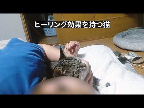 犬だけの我が家に初めて猫がやってきた