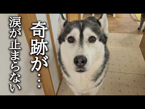 猫が徹夜で犬を看病したら急に泣き出してしまいました…