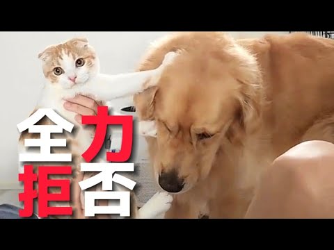 犬と猫を一緒に飼うことの難しさを解説します