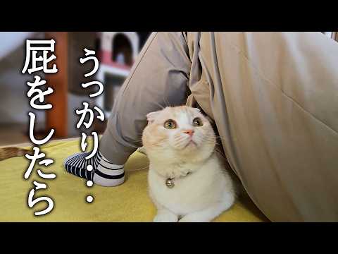 お尻の下でうとうと寝てる猫に放屁したらこうなった…笑