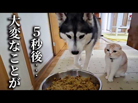 犬のご飯を食べようとして猫が怒られる瞬間がこちら…