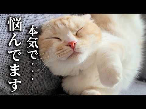 ずっと黙ってた猫の困った行動に悩んでいます
