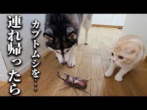売れ残ったカブトムシを連れ帰ったら猫と犬が大変なことに…