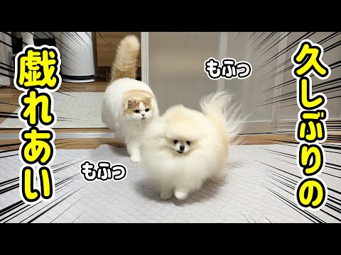 久しぶりに猫に遊びに誘われ、うれしすぎた犬が大変なことになったw