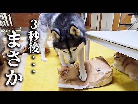 ゴミだと思ったら猫が入ってた時のハスキー犬の反応がこちら…