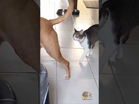 🐶🐱 Dog vs Cat: Who Will Win? | PetOops #dogvscat #funnypets #funnydogs #funnycats #funnyanimals