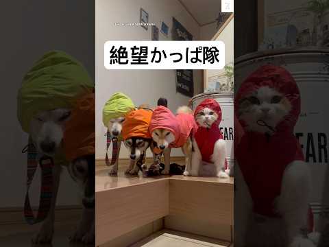 絶望カッパ隊😂登場‼️     猫アカウント→@cutecat_catlovers_kitten     #柴犬　#犬　#面白い　#猫　#散歩