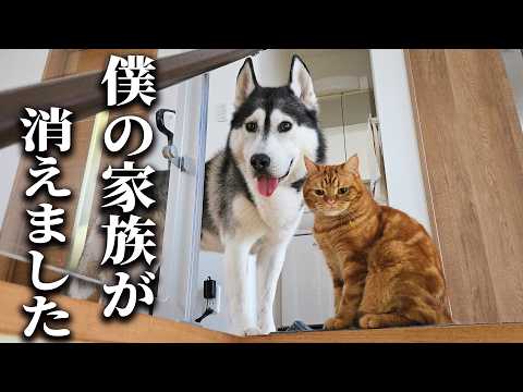 【大捜索】大切な家族が家出したと思い込んで必死に探しまわる犬と猫が愛おしい…