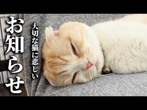 悲しいお知らせになります…