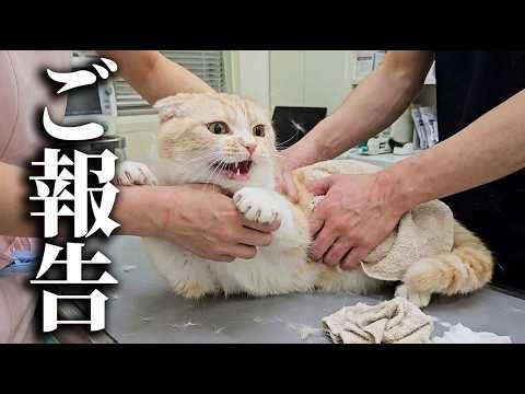 【ご報告】猫に異常が見つかり病院に行った結果…