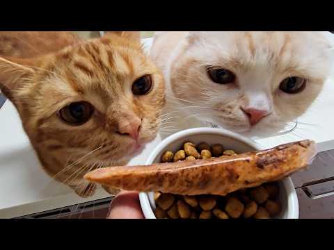 猫に巨大なかつおをプレゼントするとこうなります…