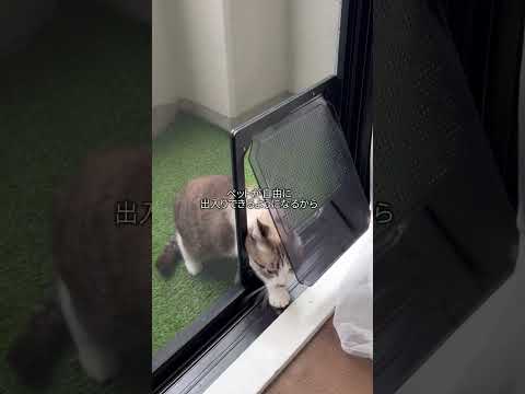 ＼工事は不要／🐾網戸用ペットドア🐾