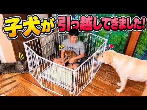 子犬が引っ越してきた！先住犬、猫の反応がこうなりました