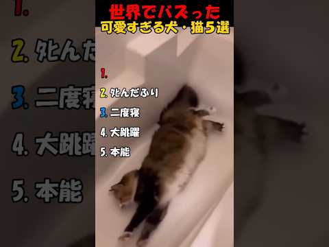 【可愛すぎｗｗｗ】世界でバズった犬・猫ハプニング５選 #shorts