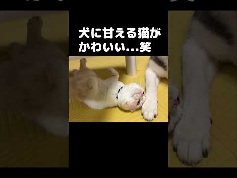 犬に甘える猫がかわいい…笑#shorts