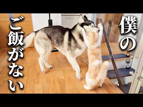 猫のご飯を盗み食いして怒られたハスキー犬の反応がこちら…
