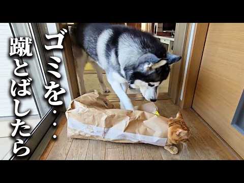 ゴミ袋に蹴りを入れたら中から猫が飛び出してきた時のハスキー犬の反応がこちら…