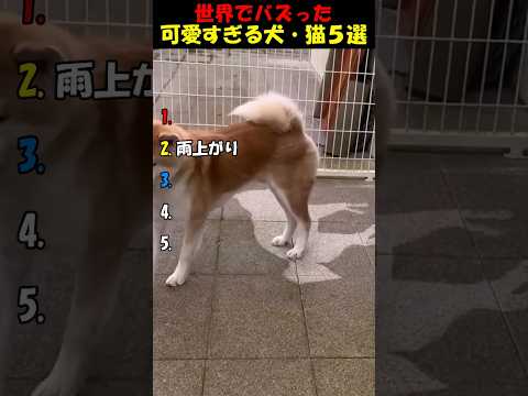 【可愛すぎｗｗｗ】世界でバズった犬・猫ハプニング５選 #shorts