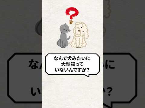 Q：なんで犬みたいに大型猫っていないの？ #猫 #猫好き #ねこ