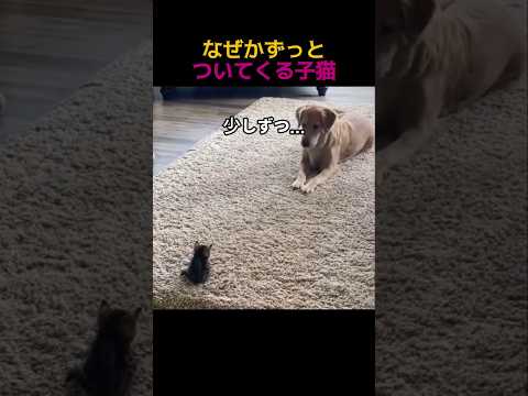 ずっとついてきた子猫大きな犬と出会った結果…🐱🐶