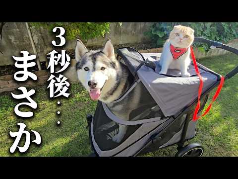 特大バギーをプレゼントしたらハスキー犬と猫がこうなりました…