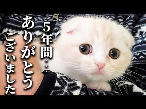 ハスキー犬に育てられた子猫は5年後こうなりました…