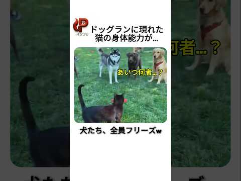 犬たちに混ざった猫、本気を出した結果…ｗ
