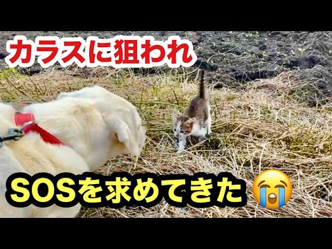 ラブラドールレトリバーが気付いた野良子猫を保護しました／カラスに狙われ犬にSOSを求めてきた子猫
