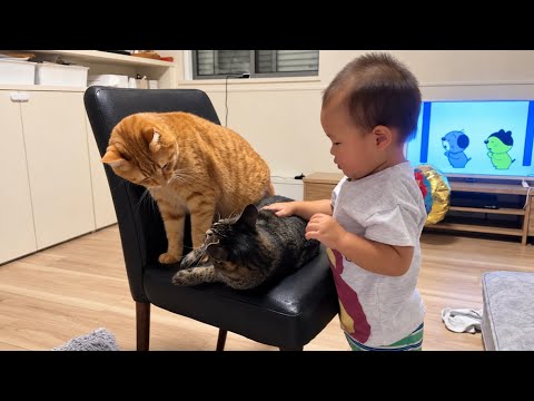 猫の喧嘩を見て心配した赤ちゃんがこうなりました