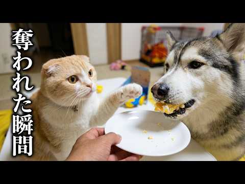 猫の誕生日ケーキをハスキー犬が一瞬で奪い去った結果…