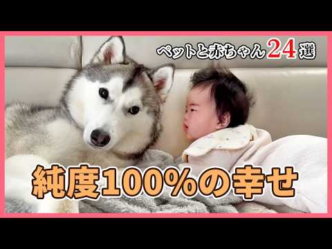 【尊さ限界突破】犬猫と赤ちゃんの最強コンビに癒される😍20選｜PECO