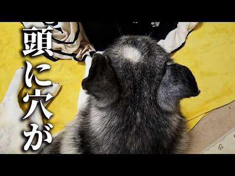 椅子に頭をぶつけ穴があいたハスキー犬