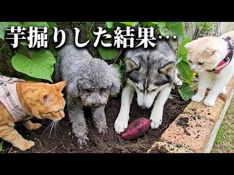 犬と猫を連れて芋掘りしたら楽しすぎてこうなっちゃいました…