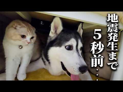 こたつでお昼寝中に突然地震が来た時の犬と猫がこちら…