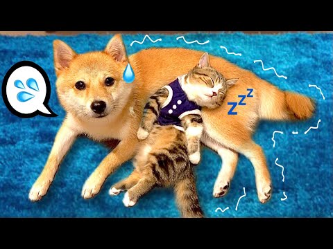 【柴犬動けないっ💦】お腹の上で寝たがる子猫❤️ (#たまご犬猫)甘えん坊猫 A kitten the absolutely wants to sleep with a Shiba inu dog