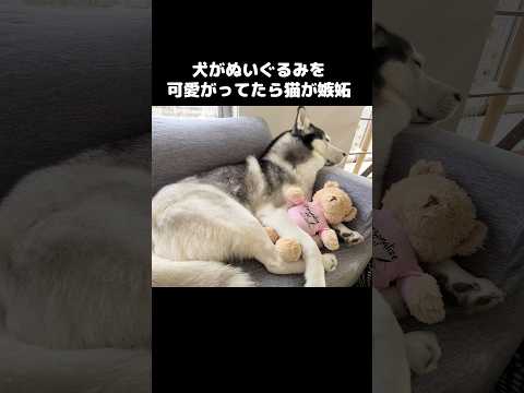 犬がぬいぐるみを可愛がっていたら嫉妬した猫が…笑#shorts