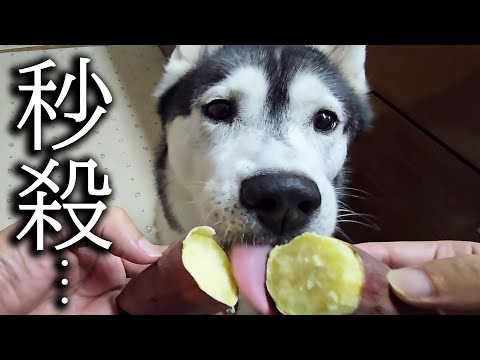 生まれて初めて焼き芋を食べた猫と犬の様子がこちらです…