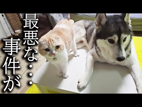 犬と猫が困ってるので聞いてみたら…