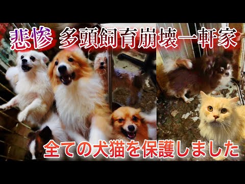 悲惨…多頭飼育崩壊の一軒家からレスキュー依頼。全ての犬猫を保護してきました。