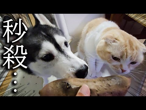 こっそり焼き芋を握りしめて帰宅したら犬と猫がこうなっちゃいました…